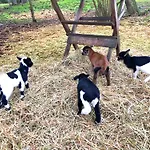 Mayflower Teichhof Fehmarn * Wenkendorf