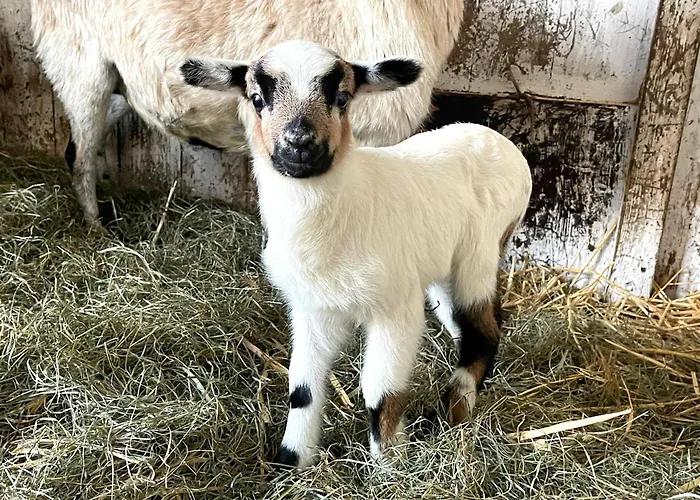 Mayflower Teichhof Fehmarn Apartment Wenkendorf
